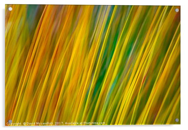 Coloured Flax                      Acrylic by David Mccandlish