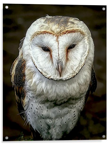 Barn Owl Acrylic by David Mccandlish