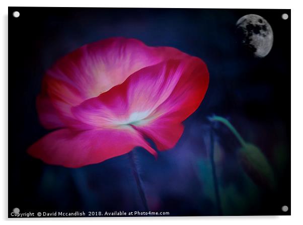  Poppy and Moon                               Acrylic by David Mccandlish