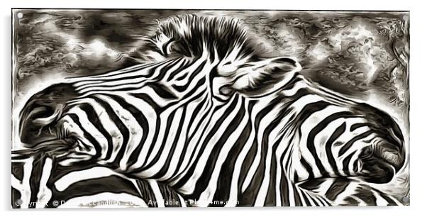 A Tale of Two Zebras Acrylic by David Mccandlish