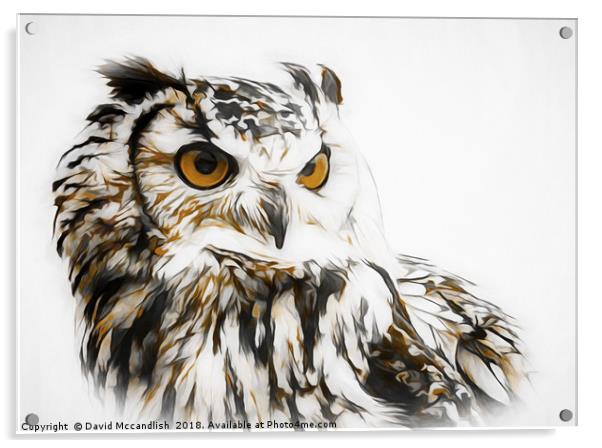 Eagle Owl Acrylic by David Mccandlish