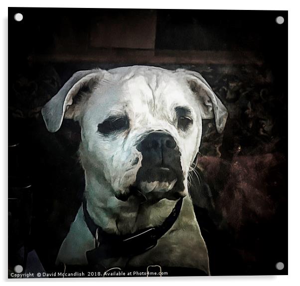 Boxer Dog Acrylic by David Mccandlish