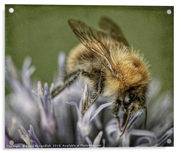 Common Carder Bee Acrylic by David Mccandlish