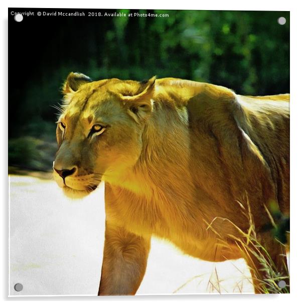 Lioness on the Prowl Acrylic by David Mccandlish