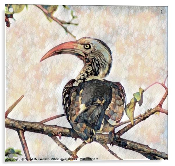 Red Billed Hornbill Acrylic by David Mccandlish