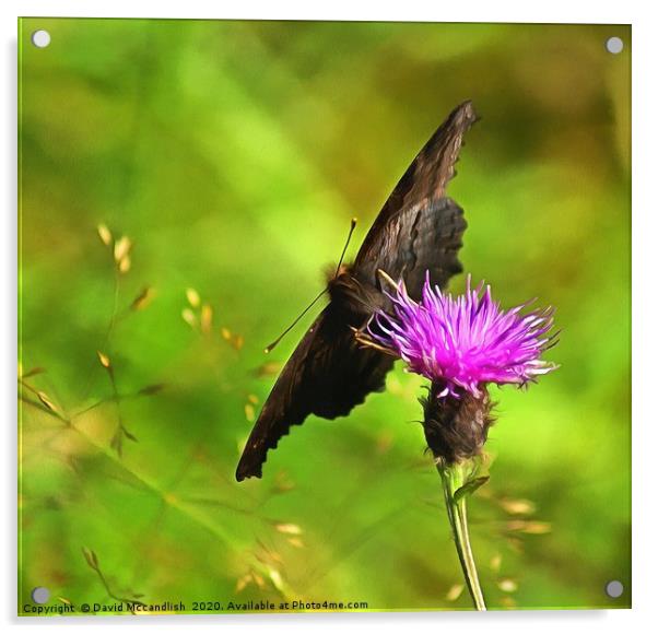The Peacock Butterfly (original) Acrylic by David Mccandlish