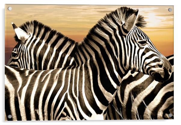 Zebra at rest Acrylic by David Mccandlish