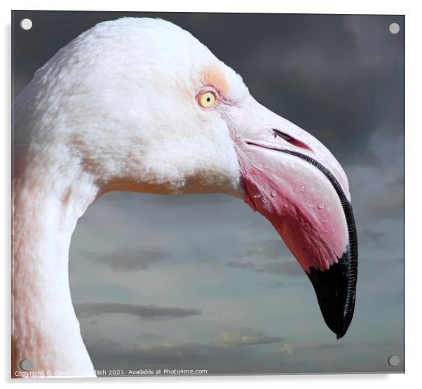 Pretty Flamingo Acrylic by David Mccandlish