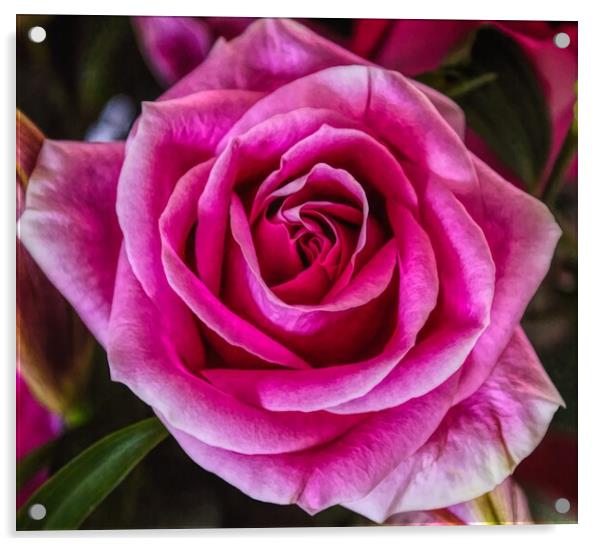 The Beauty of a Rose Acrylic by David Mccandlish