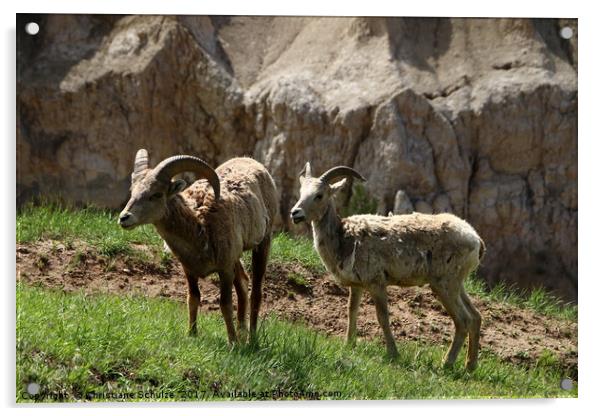 Wild Bighorn Sheeps Acrylic by Christiane Schulze