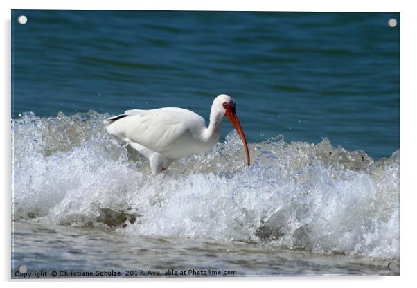 Florida White Ibis In The Surf Acrylic by Christiane Schulze
