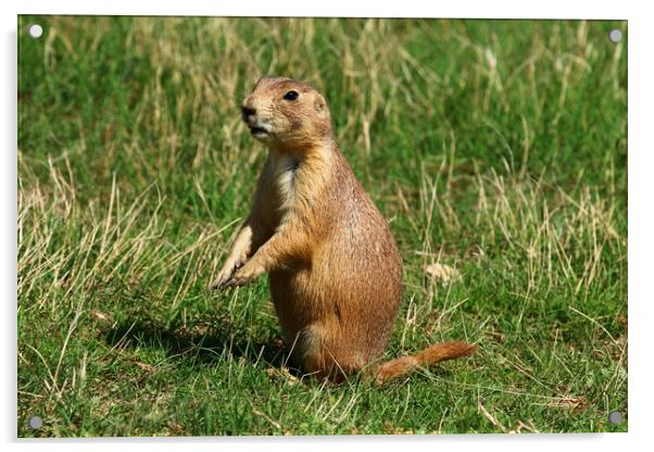 Black-Tailed Prairie Dog  Acrylic by Christiane Schulze