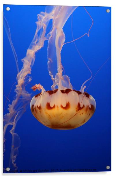 Medusa Jellyfish  Acrylic by Christiane Schulze