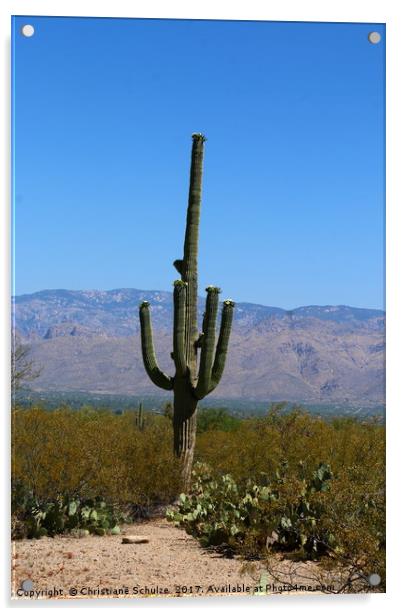 A Giant Saguaro Cactus  Acrylic by Christiane Schulze