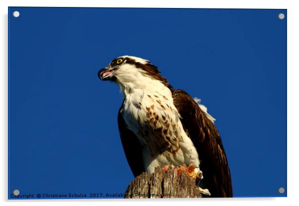 Sanibel Island Osprey With His Dinner Leftovers Acrylic by Christiane Schulze