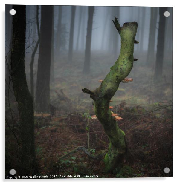 Death of a Tree Acrylic by John Illingworth