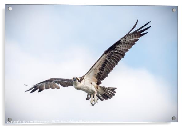 Floridian Osprey Acrylic by John Illingworth