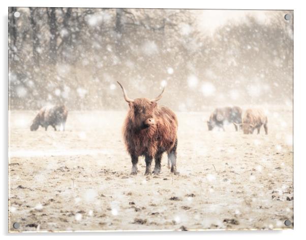 Highland Cattle  Acrylic by Andrew George