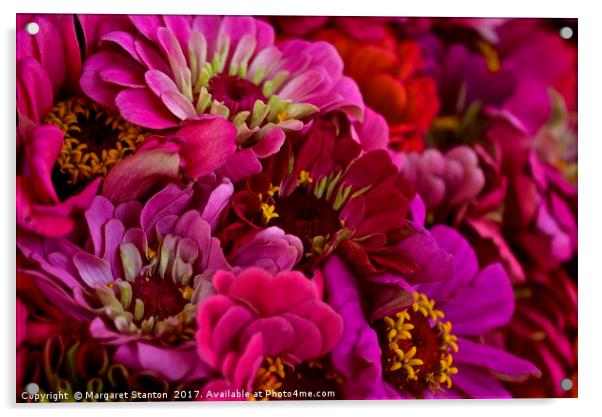 Zinnias galore   Acrylic by Margaret Stanton