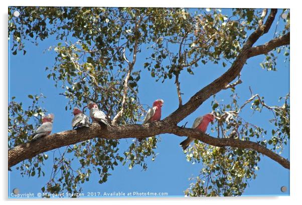 You're a Galah Acrylic by Margaret Stanton