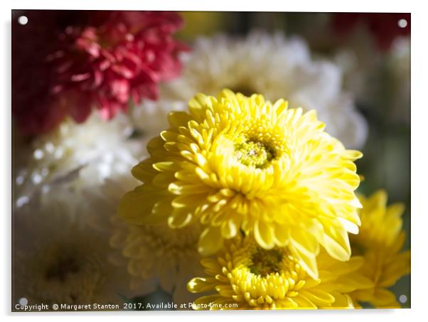 Colourful Chrysanthemums  Acrylic by Margaret Stanton