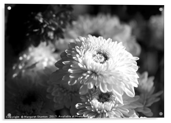 Chrysanthemums ( black and white)  Acrylic by Margaret Stanton