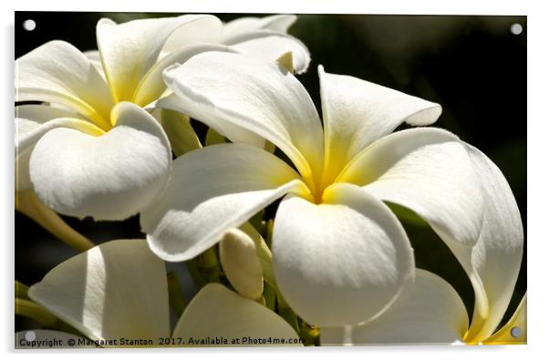 Frangipani in full bloom  Acrylic by Margaret Stanton