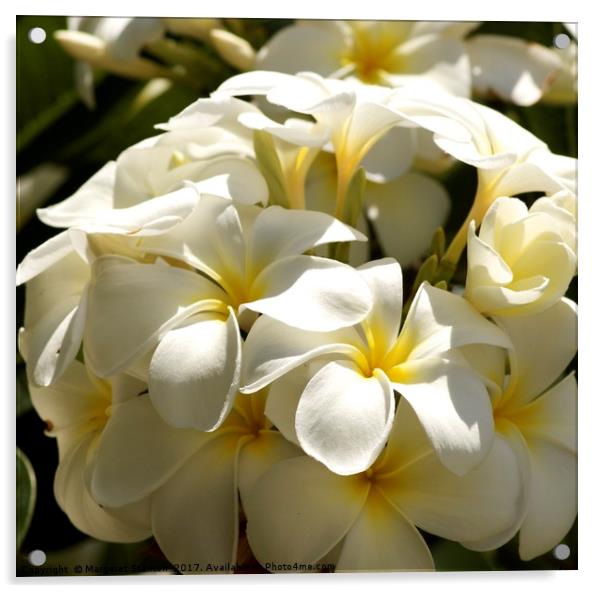 Frangipani bouquet  Acrylic by Margaret Stanton