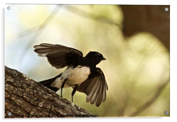 Willy Wagtail Silhouette Acrylic by Margaret Stanton