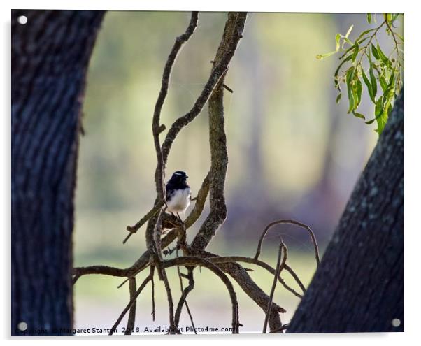 Willy Wagtail  Acrylic by Margaret Stanton