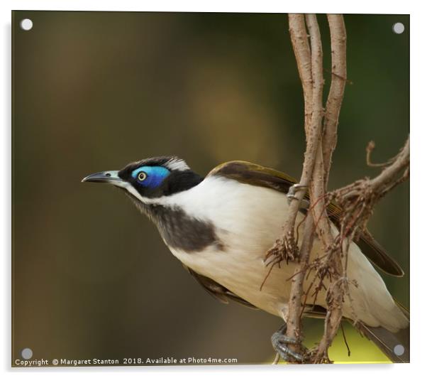 Blue-faced Honeyeater  Acrylic by Margaret Stanton