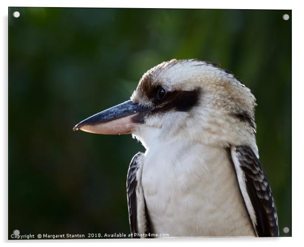 Laughing Kookaburra Portrait  Acrylic by Margaret Stanton