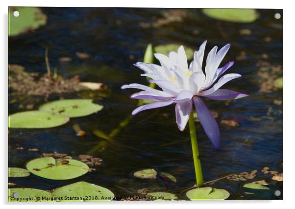 Natural Beauty  Acrylic by Margaret Stanton