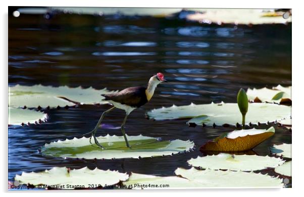 Comb-crested Jacana  Acrylic by Margaret Stanton