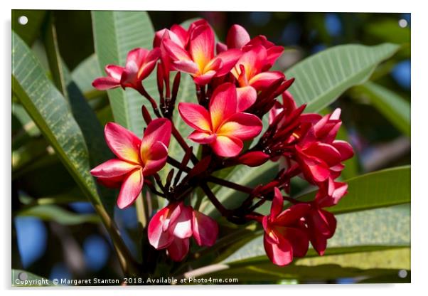 Red Frangipani blooms  Acrylic by Margaret Stanton