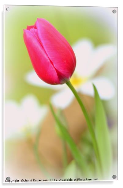 Pink Tulip Acrylic by Jenni Robertson