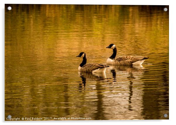 Canadian Geese at Sunset Acrylic by Paul Baldwin