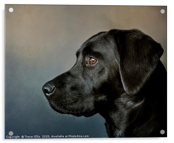 Portrait of a Labrador. Acrylic by Trevor Ellis