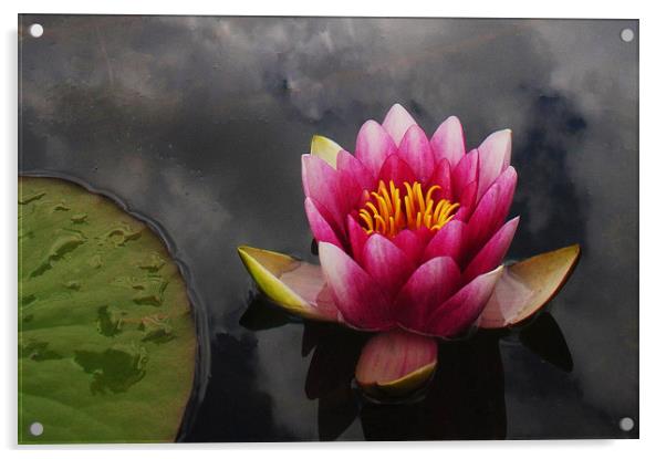 Pink water lily Acrylic by Stephanie Veronique