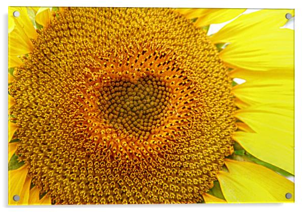 The sun flower heart  Acrylic by Stephanie Veronique