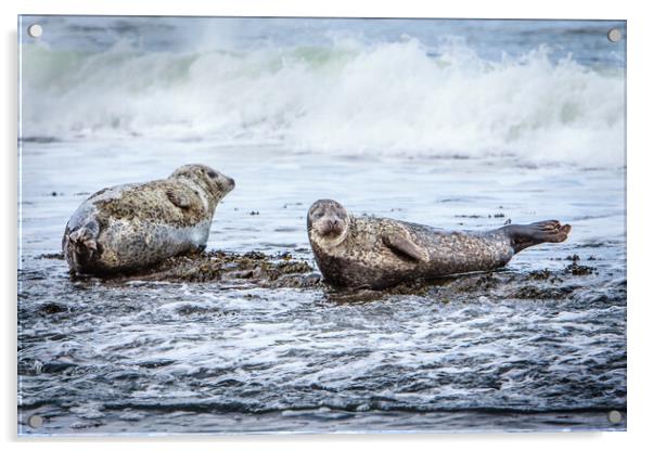 Grey Seals on a Rocky Beach Acrylic by John Frid