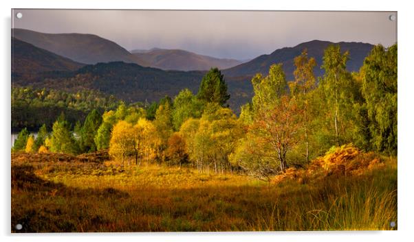 Glen Affric Autumn Panorama Acrylic by John Frid