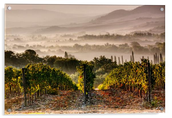 Misty Montepulciano Vineyard Acrylic by John Frid