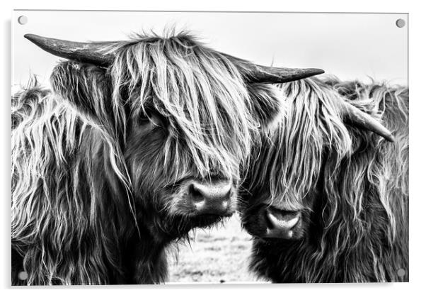 Highland Cows Acrylic by John Frid