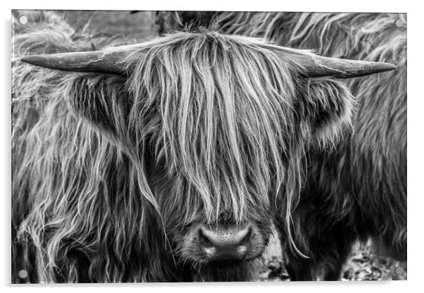 Highland Cow Acrylic by John Frid
