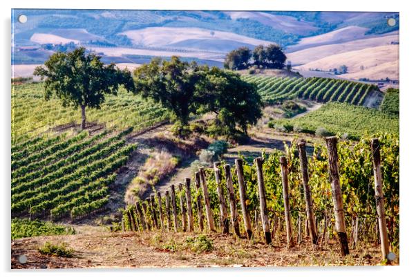 Tuscan Vineyard Acrylic by John Frid