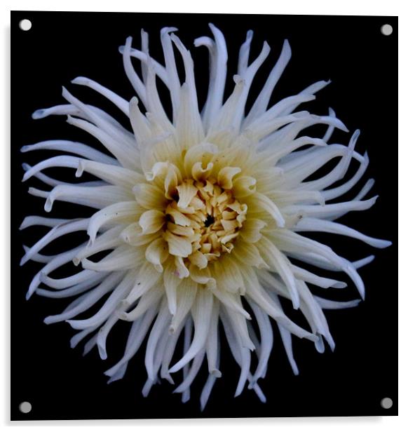 Anemone Flower  Acrylic by Laura Benstead