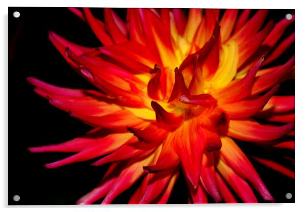 Fire Flower Acrylic by Laura Benstead