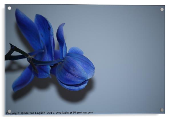 Blue Orchid Acrylic by Marcus English