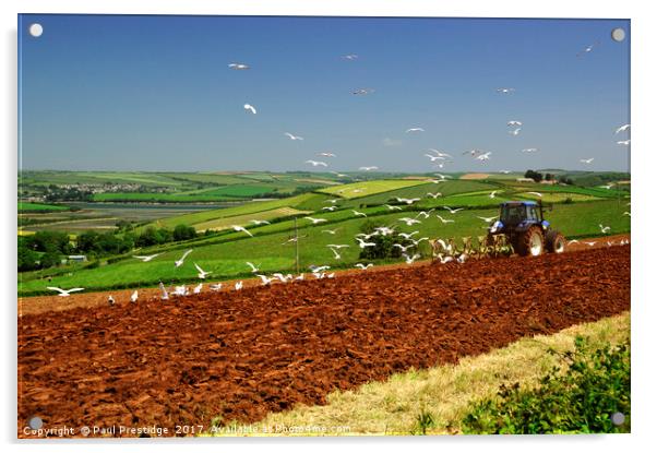 Tractor Ploughing Followed By Seagulls, Near Salco Acrylic by Paul F Prestidge